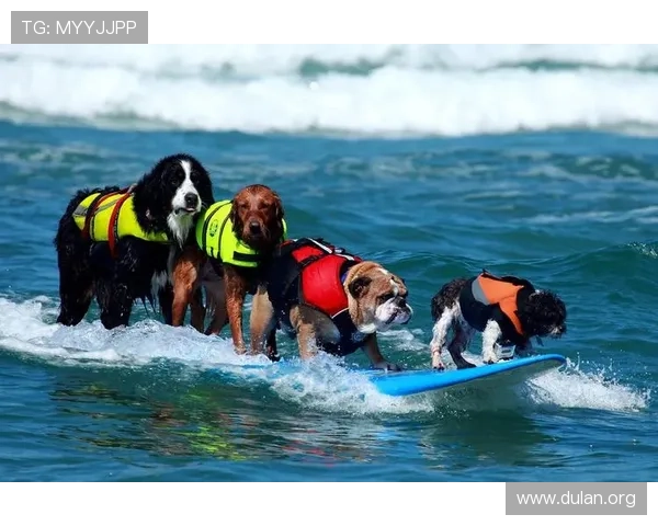 球盟会体育下载后遇到问题怎么办，专业解决方案帮助你顺利使用