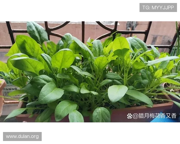 全球最大的菠菜网站有哪些?2024年最受欢迎的菠菜平台推荐与使用指南 全球最大的菠菜网站有哪些?2024年最受欢迎的菠菜平台推荐与使用指南